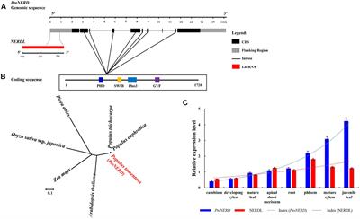 The Interactions between the Long Non-coding RNA NERDL and Its Target Gene Affect Wood Formation in Populus tomentosa